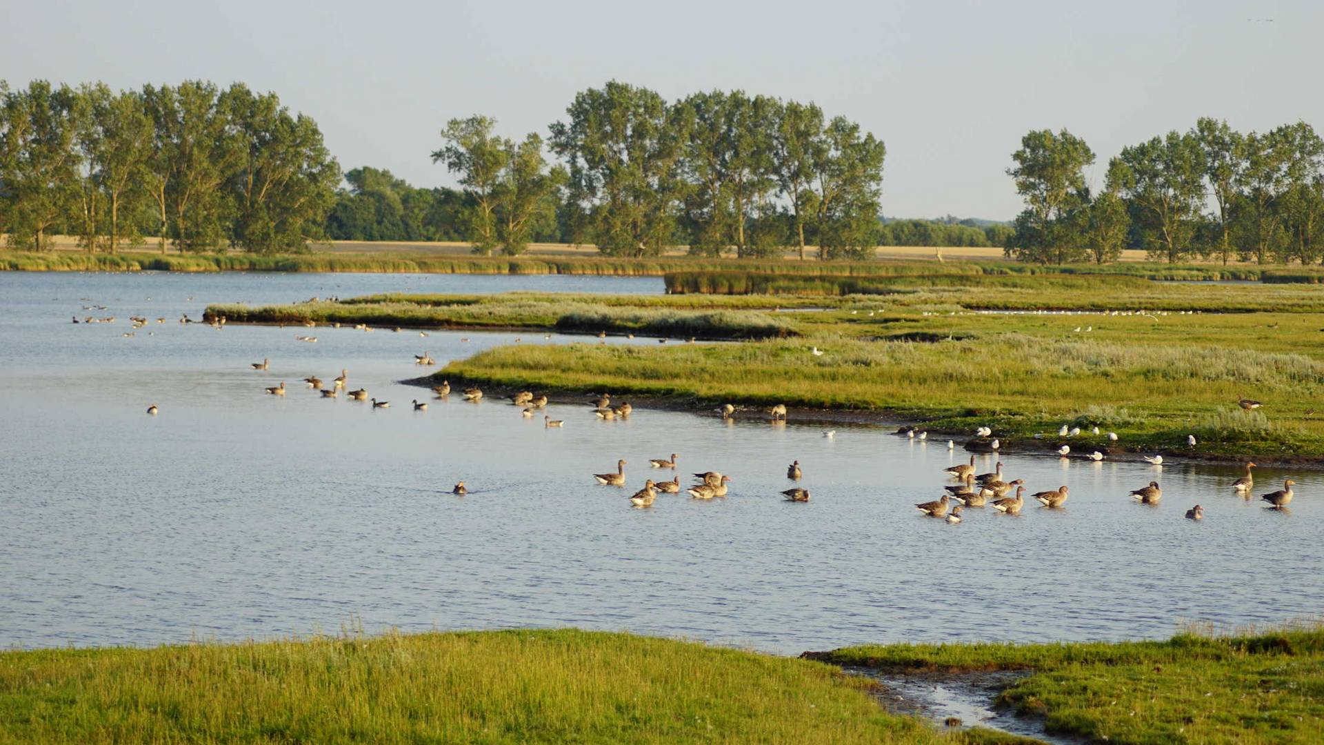 Insel Poel ein Paradies für Wildgänse :)