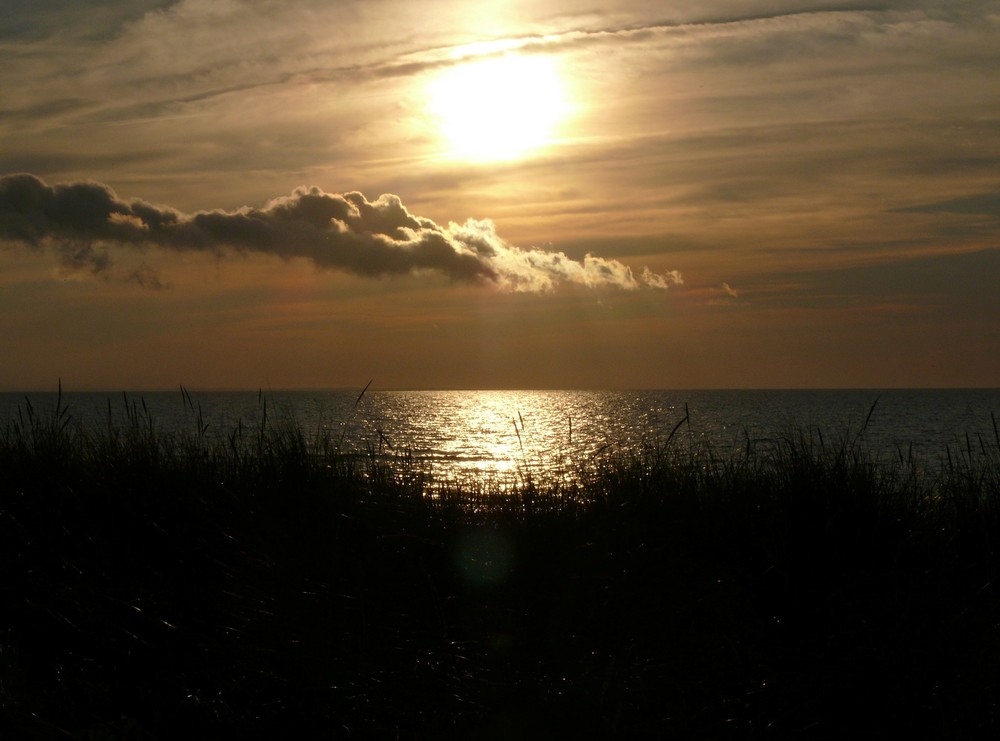 Insel Poel, Schwarzer Busch - Juli 2008