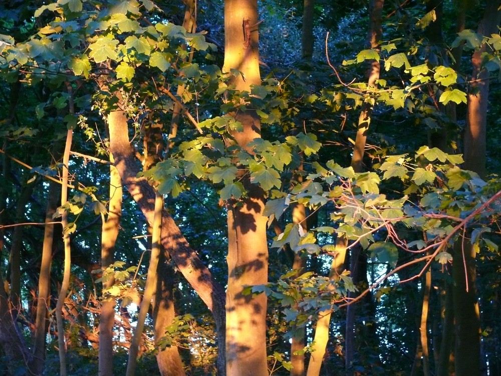 Insel Poel, Wald bei Timmendorf, Juli 2008