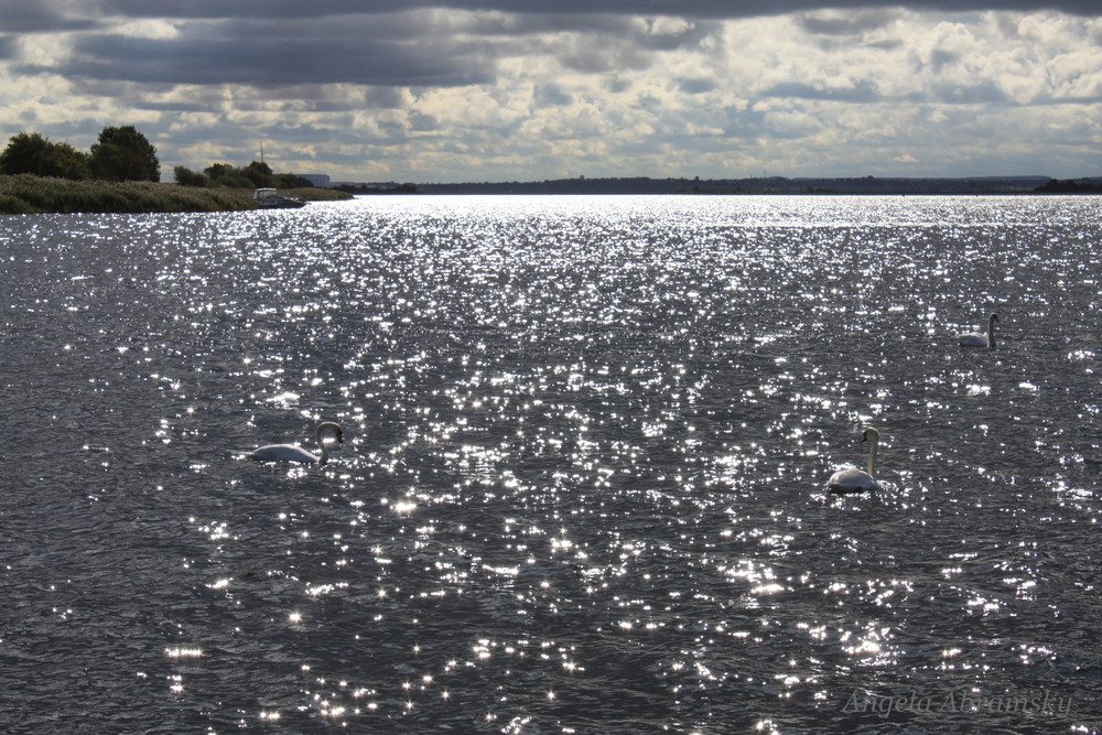 Insel Poel....Suchbild der Schwäne