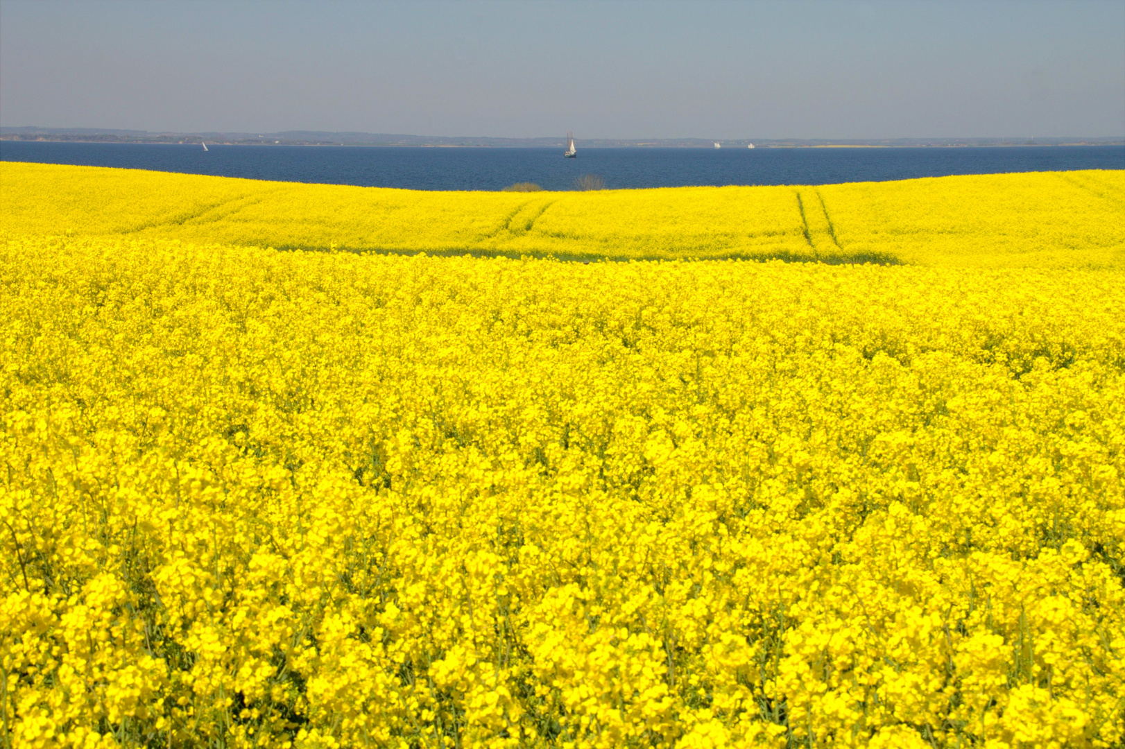 Insel Ærø  -Rapsfeld und Ostsee-