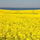 Insel Ærø  -Rapsfeld und Ostsee-