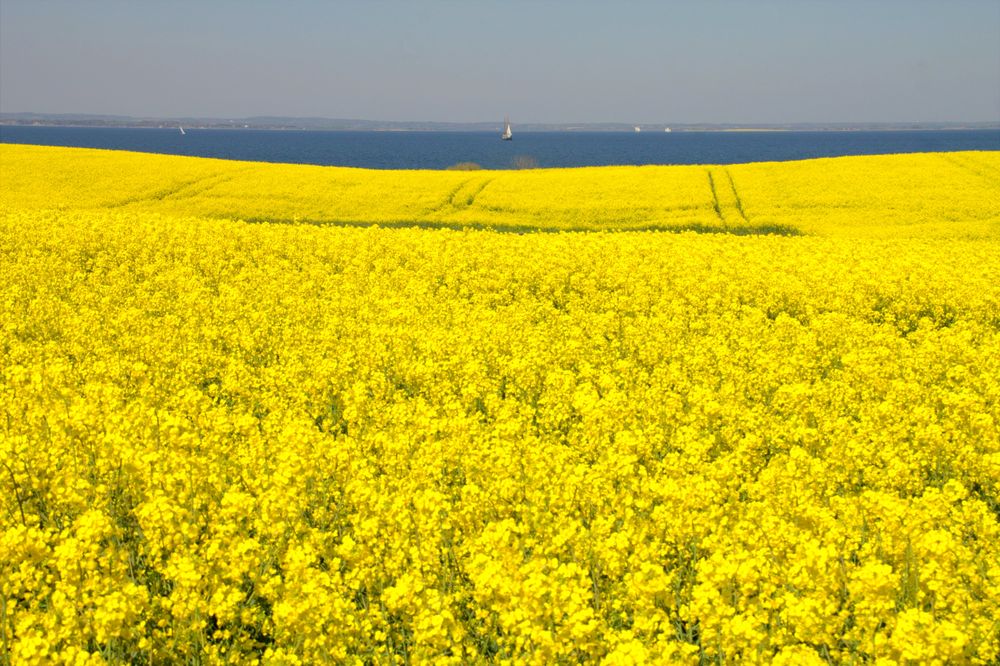 Insel Ærø Rapsfeld und Ostsee Foto & Bild world Bilder auf