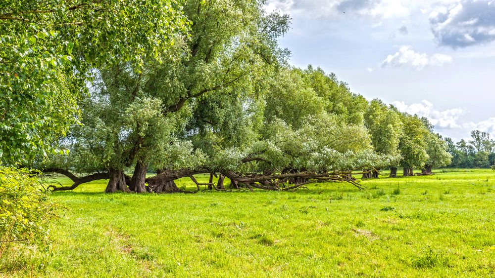 Insel Rügen Middelhagen Weidenallee