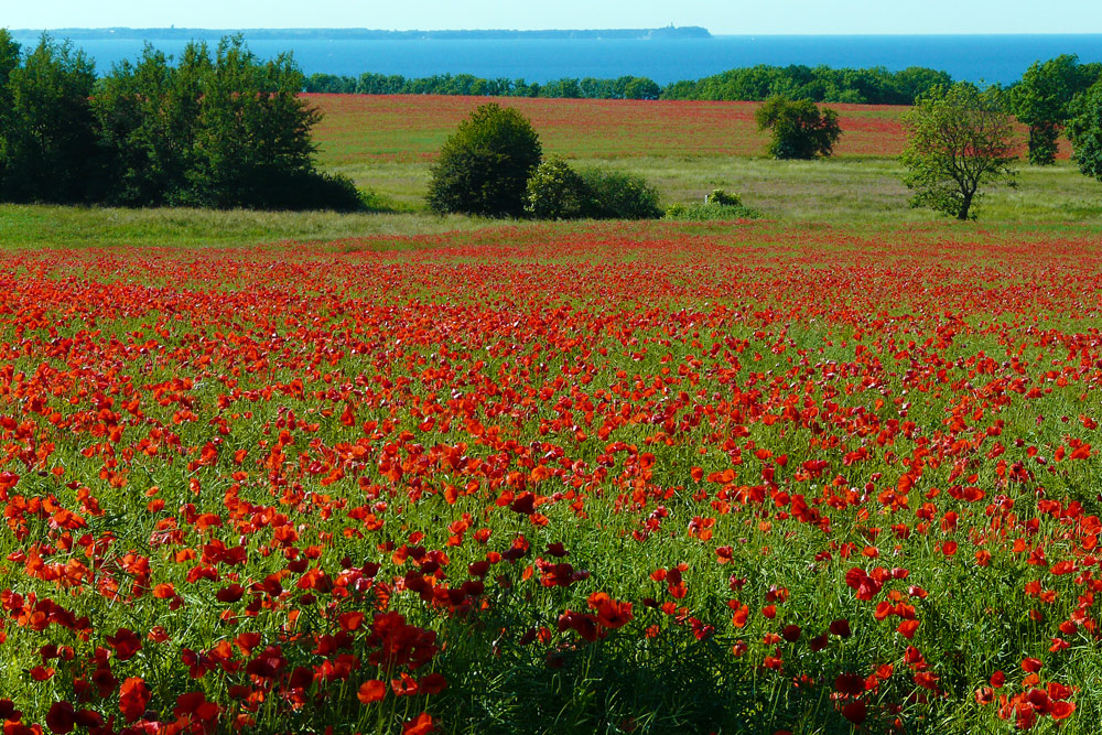 Insel Rügen - Mohnblüte