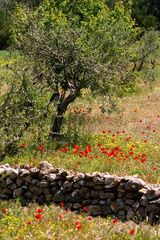 " INSEL SAMOS -GREECE im MAI ."