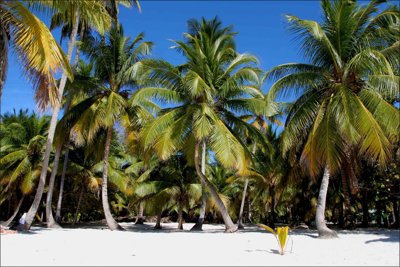 Insel Saona