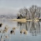 Insel Schönenwerd vor Richterswil