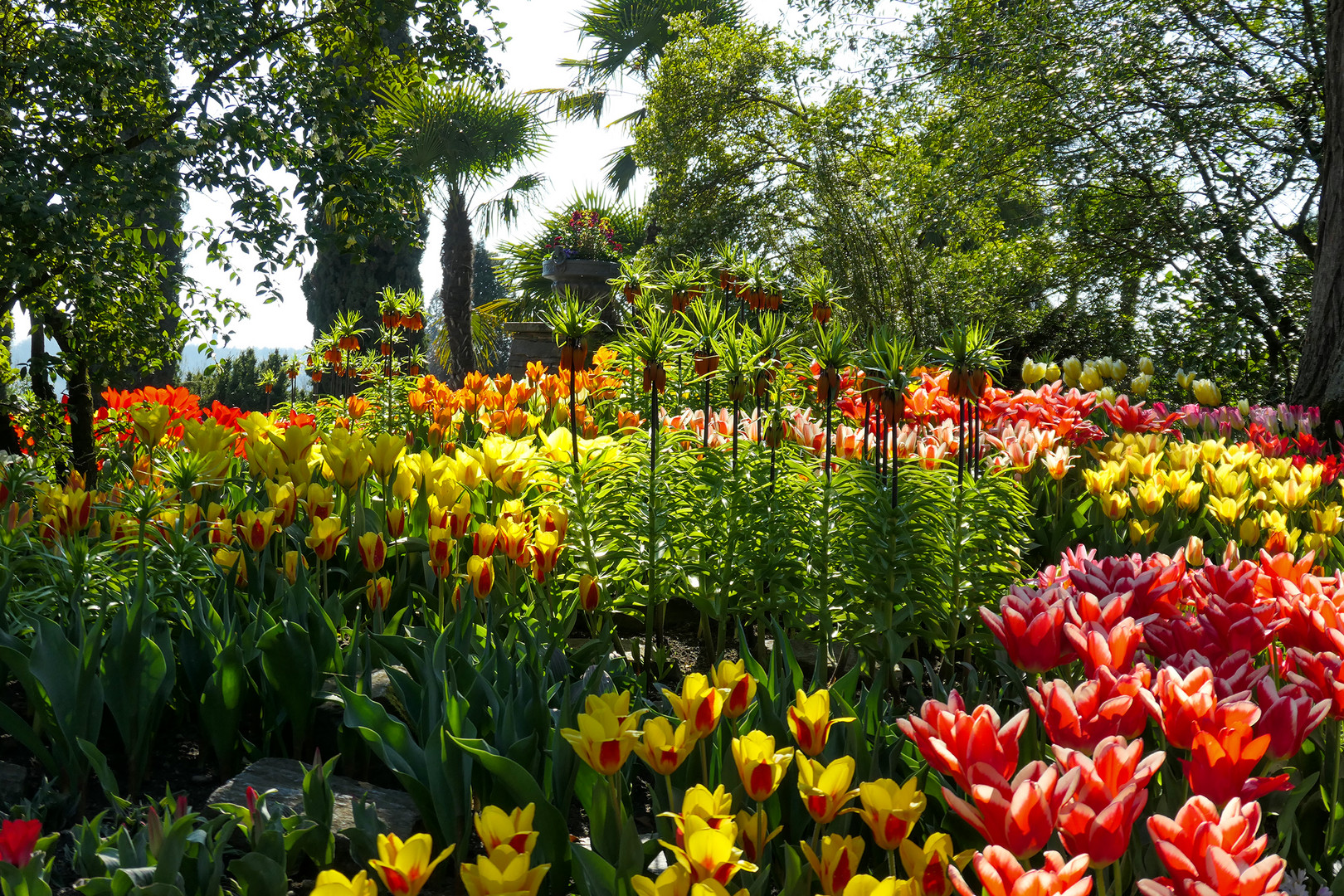 Insel-Tulpen