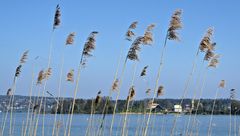 Insel Ufnau im Zürichsee