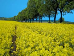 Insel Usedom