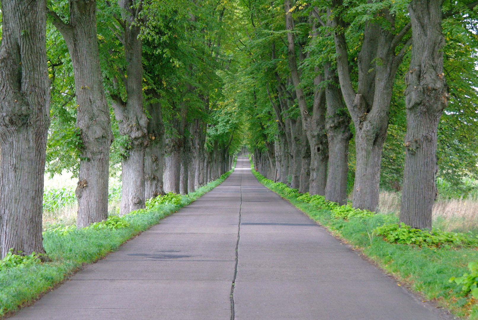 Insel Usedom, Allee nach Krummin