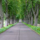 Insel Usedom, Allee nach Krummin