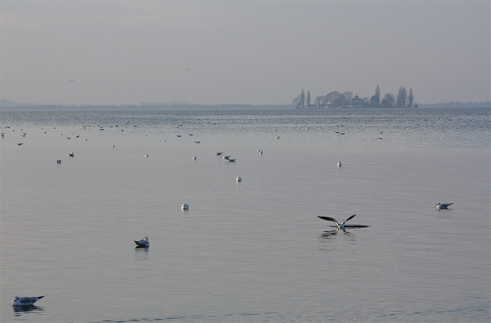 Insel Willhelmstein und Wasservögel