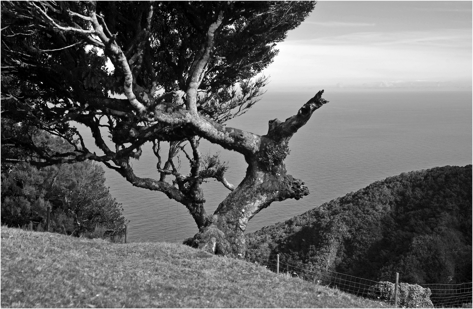 Insel Windflüchter