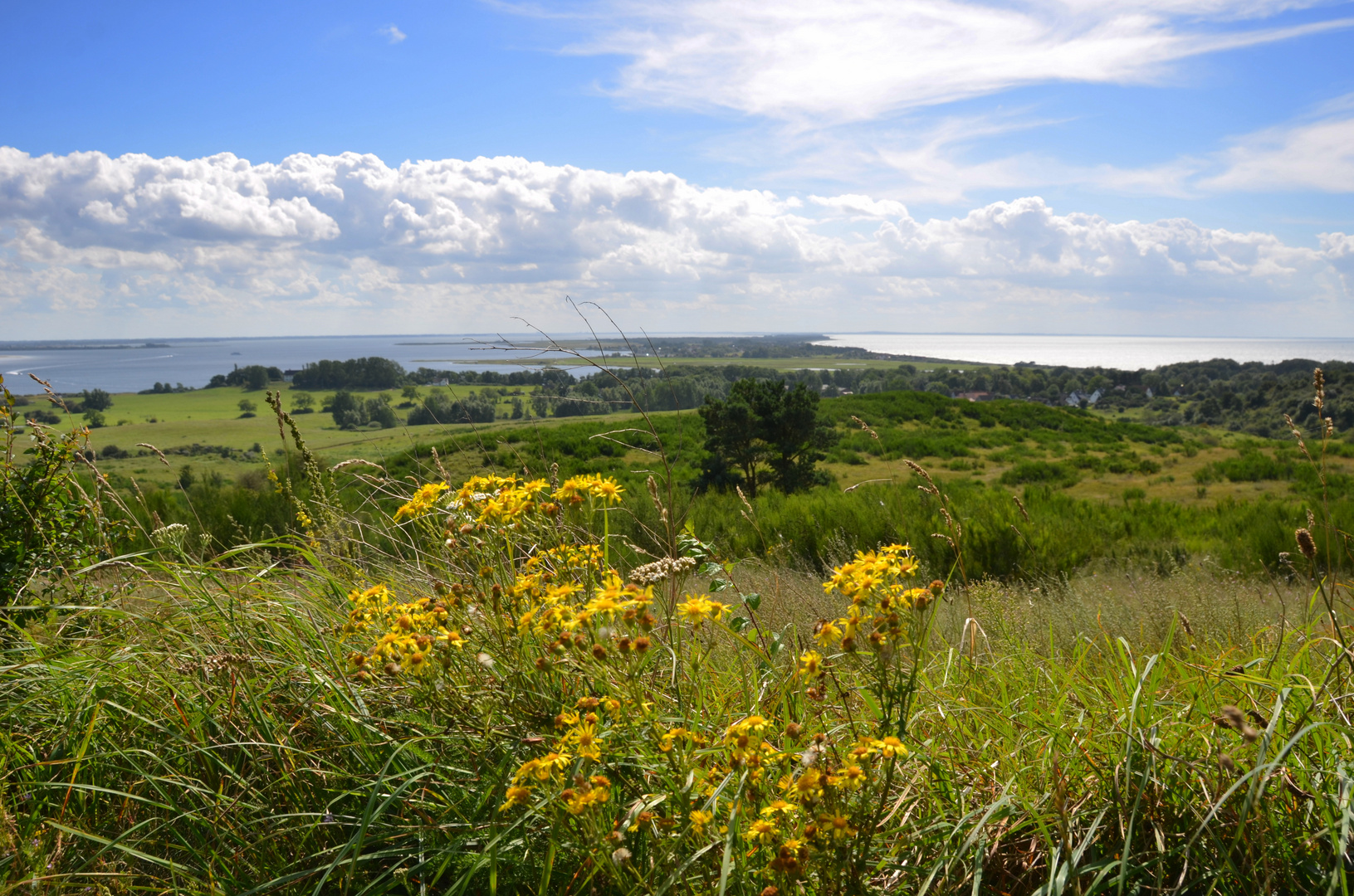 Inselblick August Jakobskreuzkraut