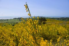 Inselblick  Ginster