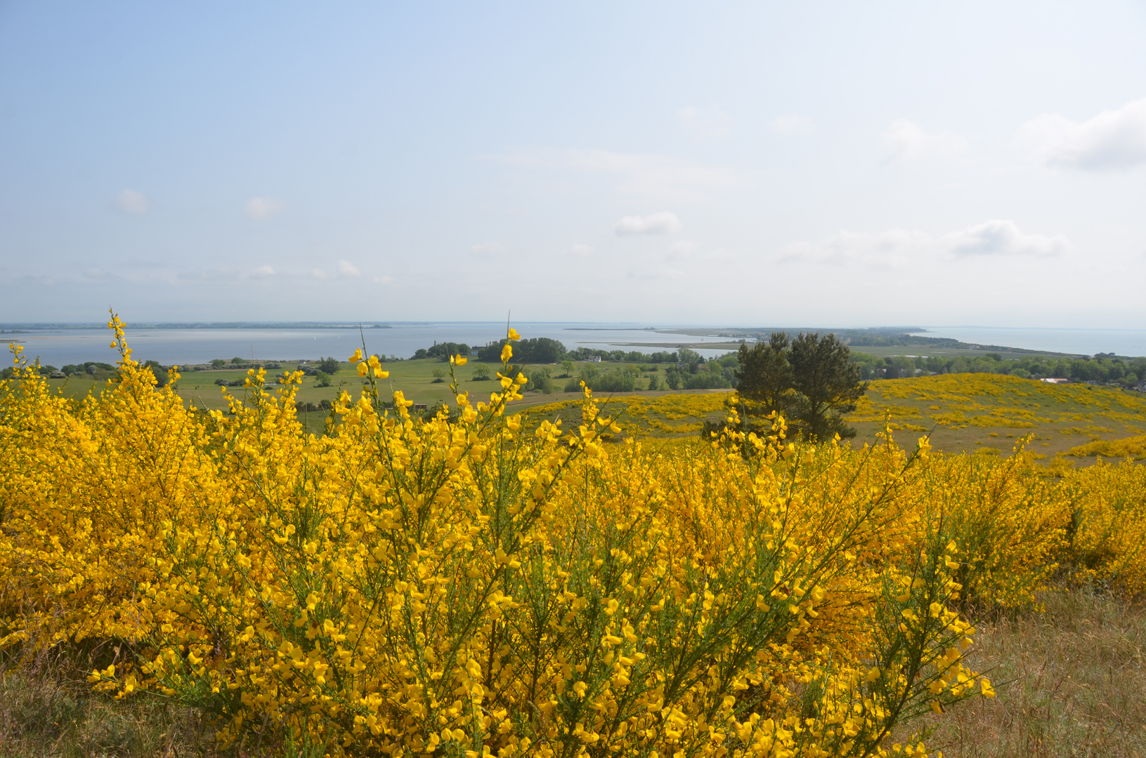 Inselblick in der Ginsterzeit