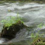 Inselblümchen in wildem Wasser