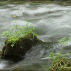 Inselblümchen in wildem Wasser