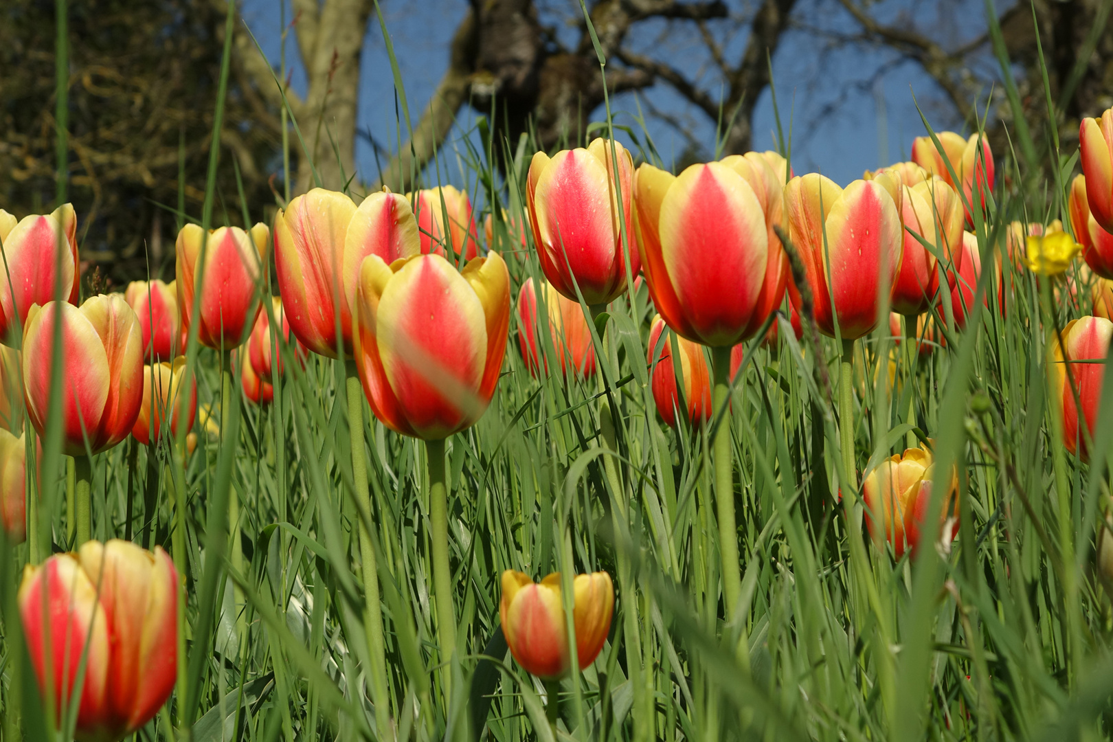 Inselfrühling