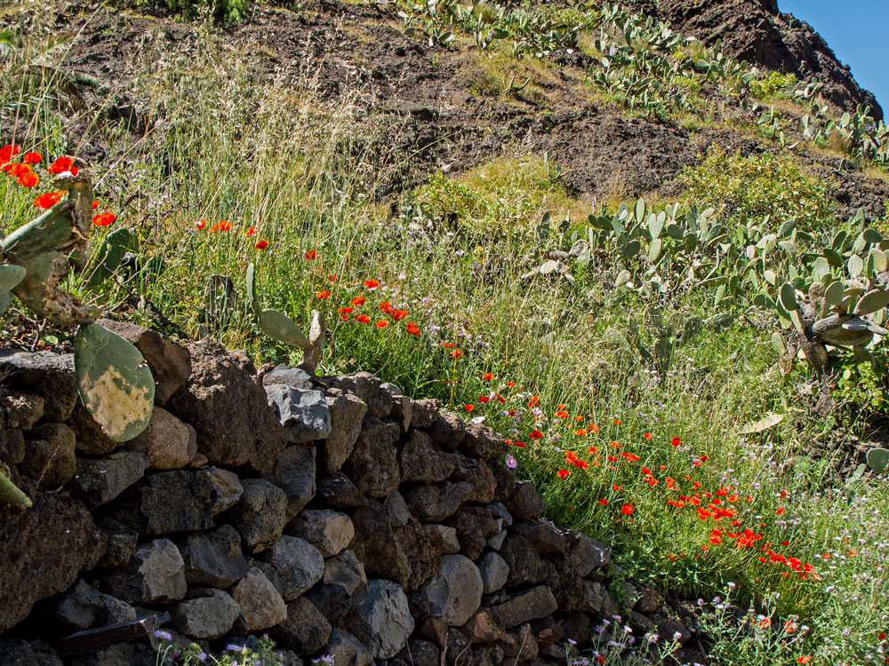 Inselfrühling