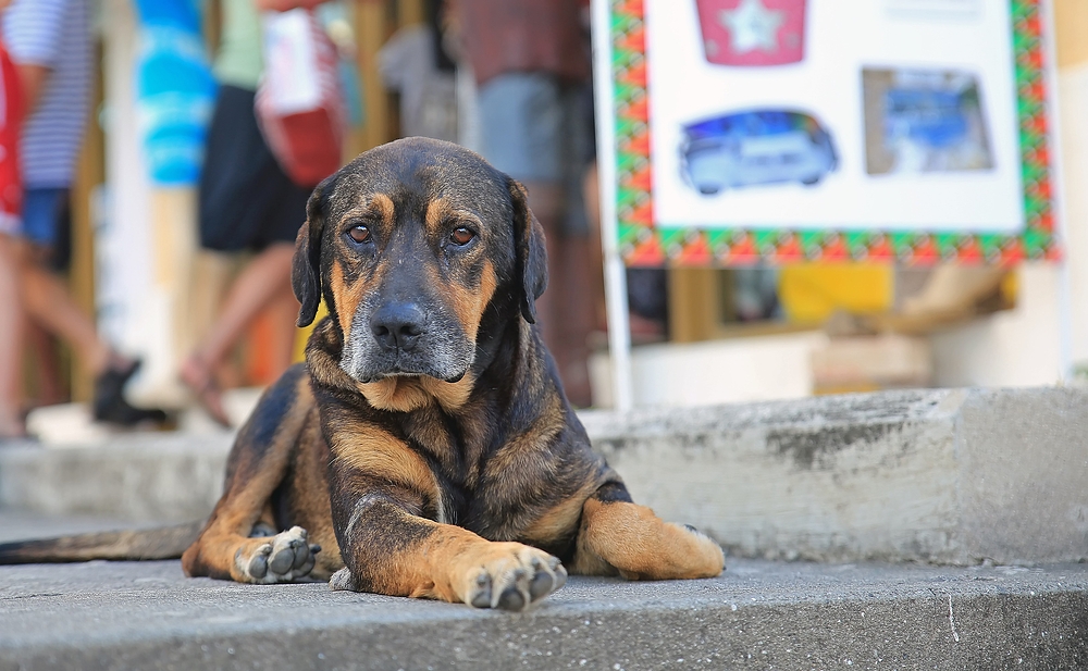 Inselhund