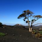 Inselimpression Lanzarote