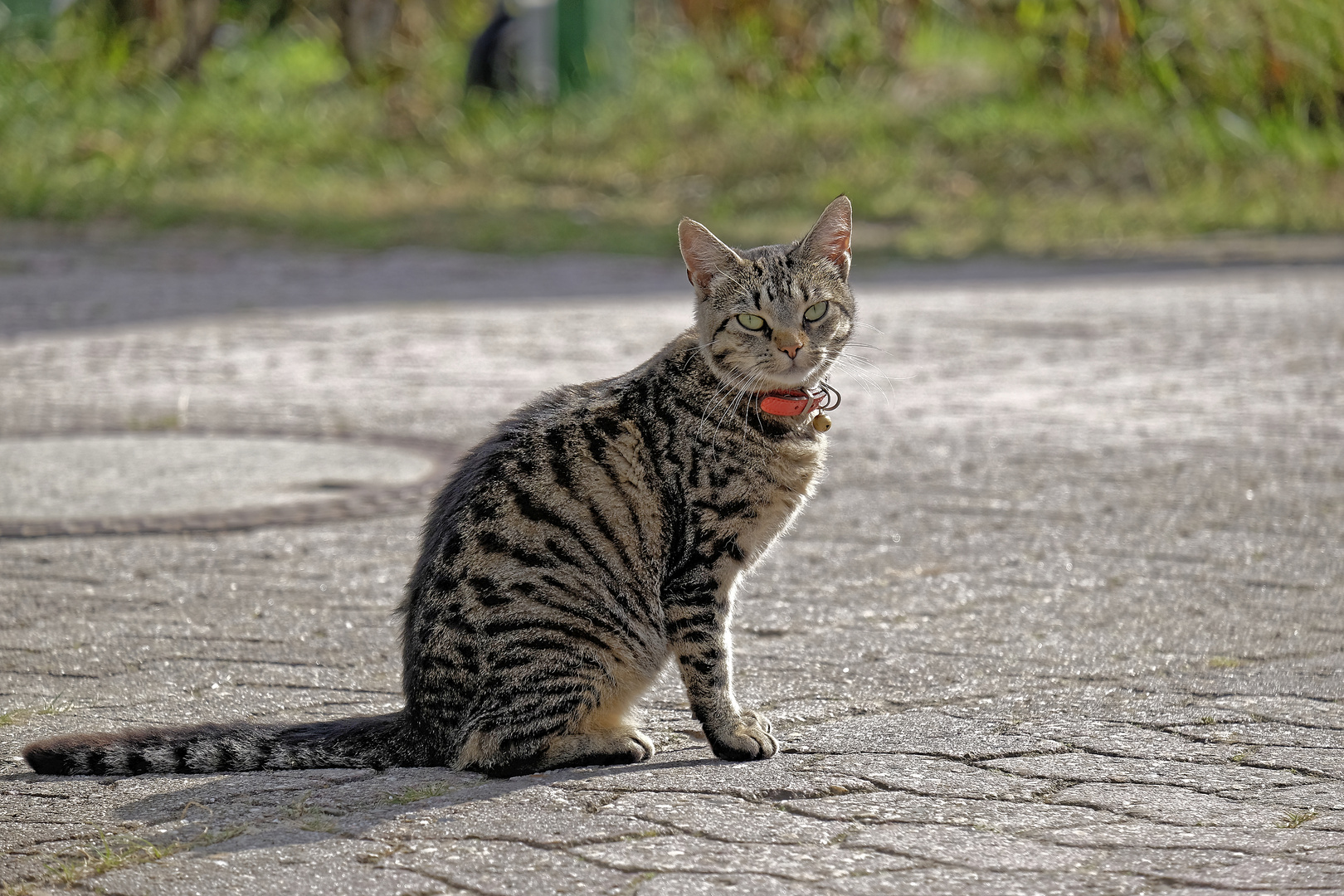 Inselkatze auf Baltrum