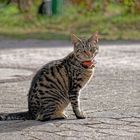 Inselkatze auf Baltrum