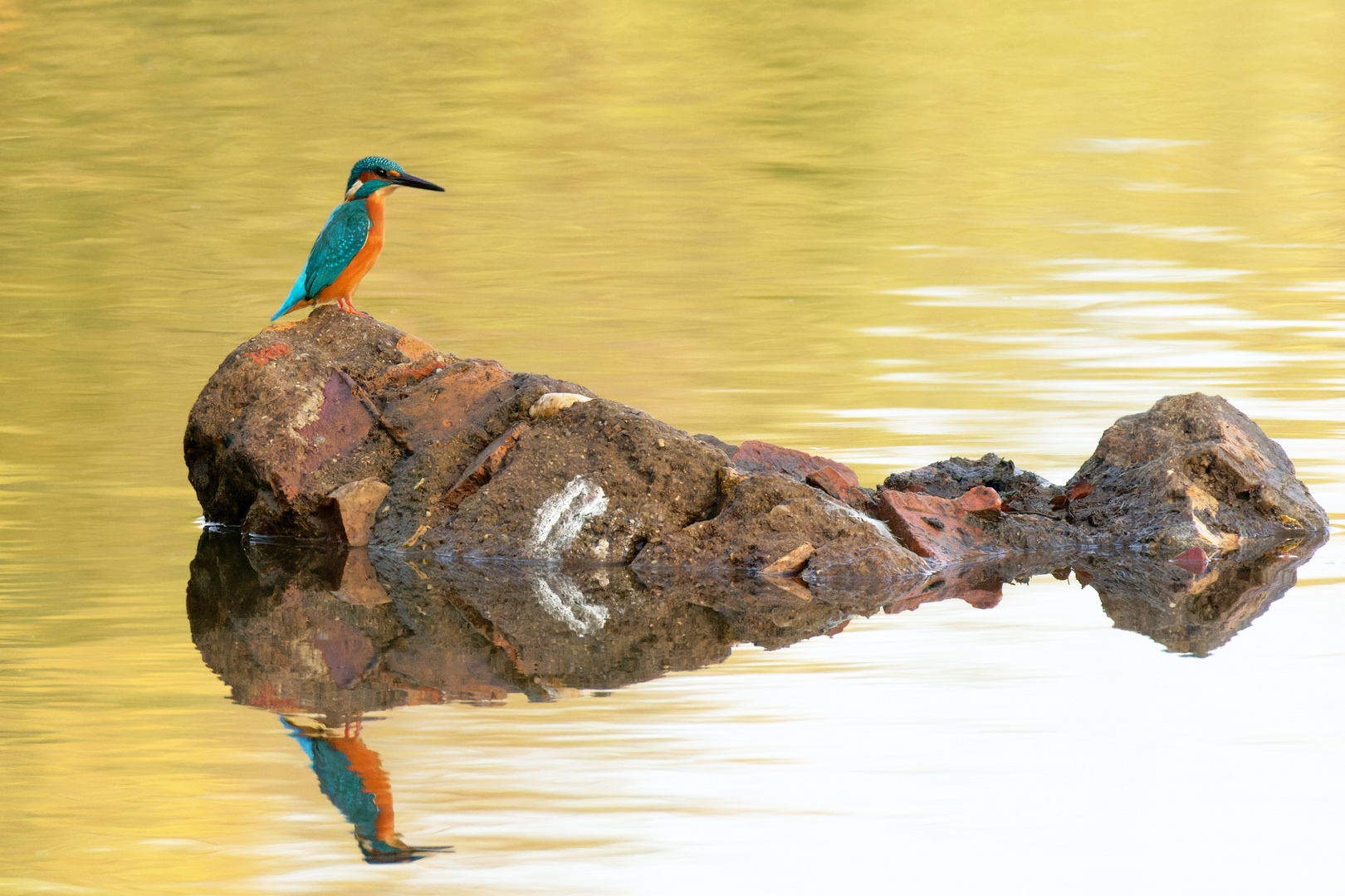 Inselkönig - Eisvogel  (Alcedo atthis) auf seiner Sitzwarte 