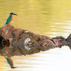 Inselkönig - Eisvogel  (Alcedo atthis) auf seiner Sitzwarte 