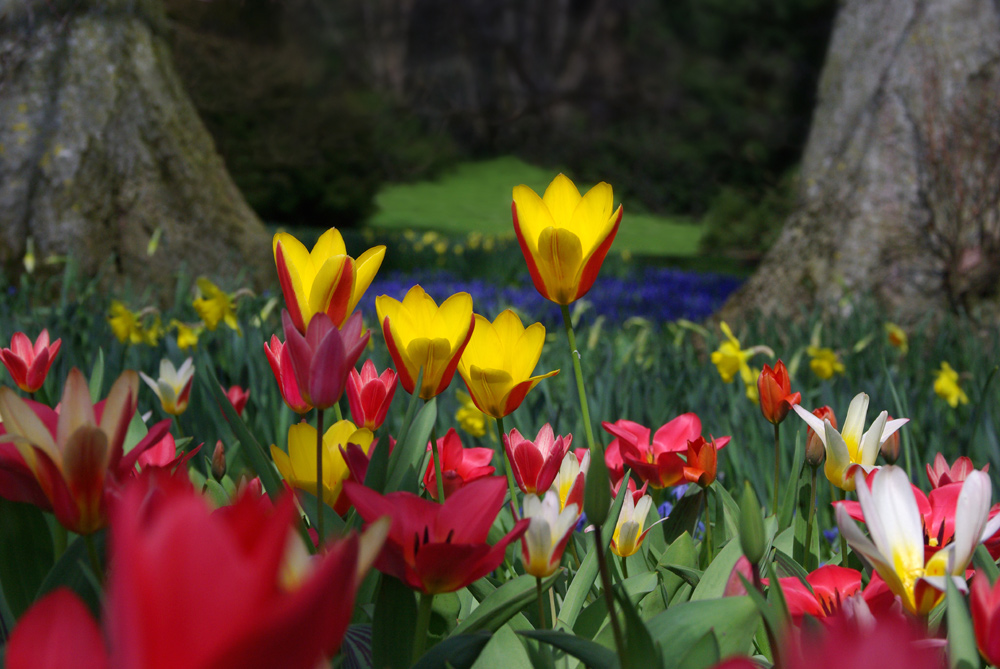 Insel_Mainau