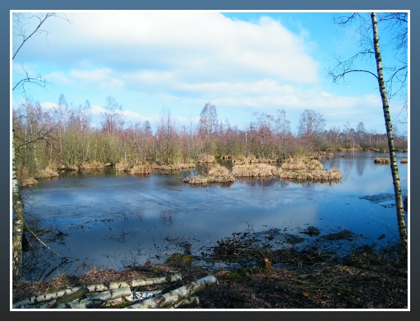 Inseln im Moor