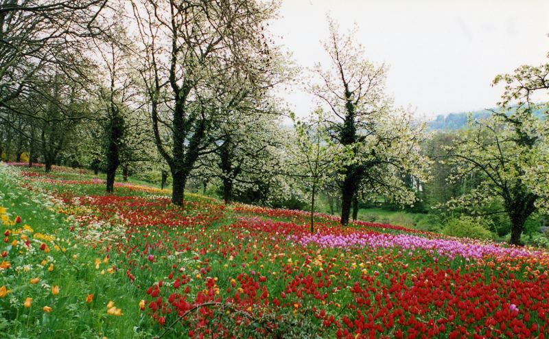 Inseln Mainau 2