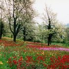 Inseln Mainau 2