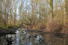 Inselrhein: Altwasser Krappen 02