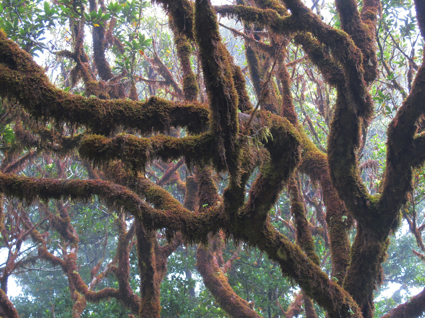 Inseltraum Madeira-Avantar-