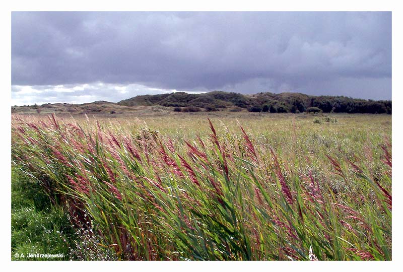 Inselvegetation Baltrum