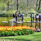 Inselverkehr im Keukenhof 