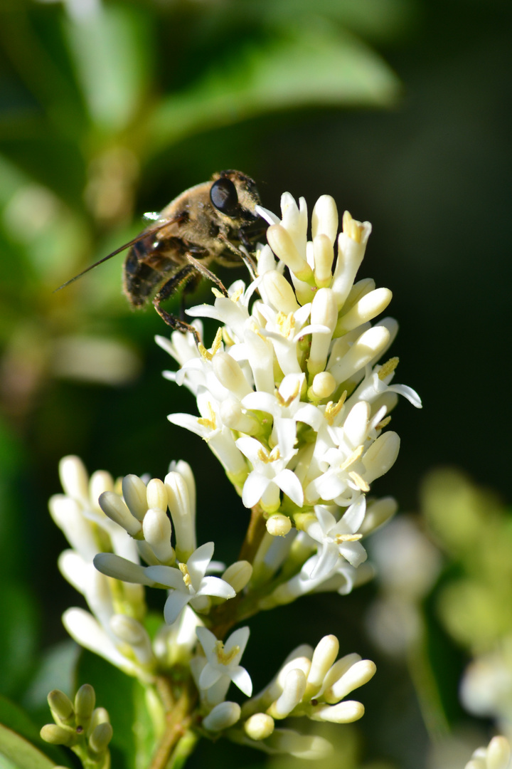 Inseto e flor