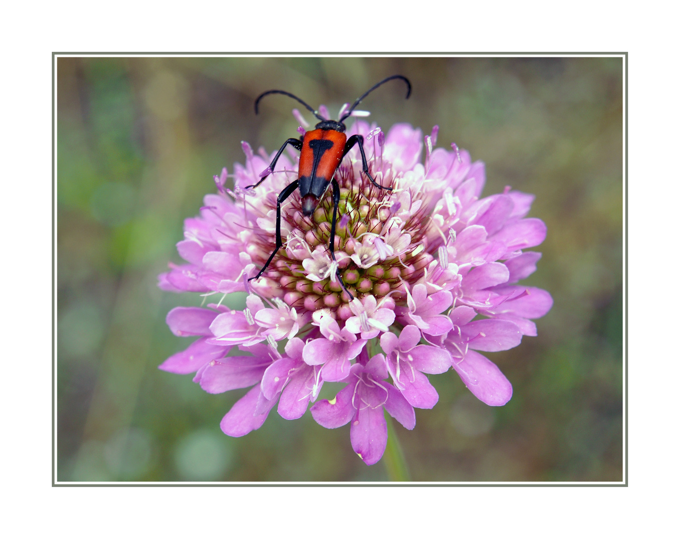 Insetto e fiore