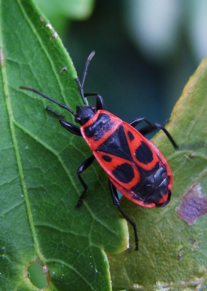 insetto milanista