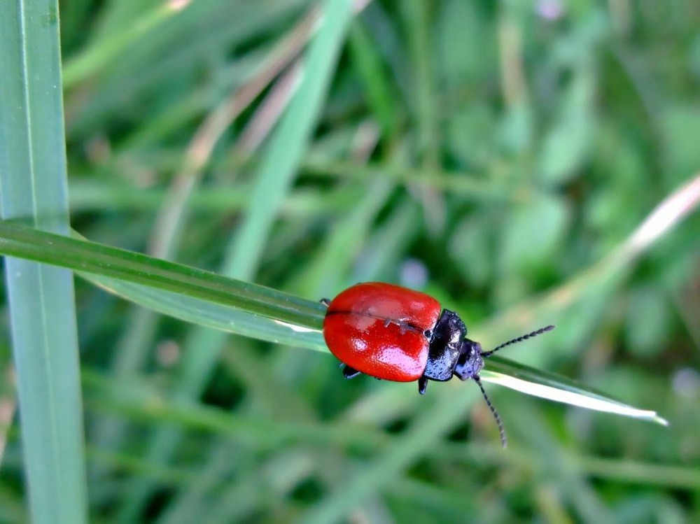 Insetto rosso