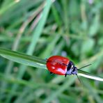 Insetto rosso