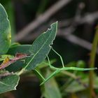 insetto stecco (Phasmatodea)