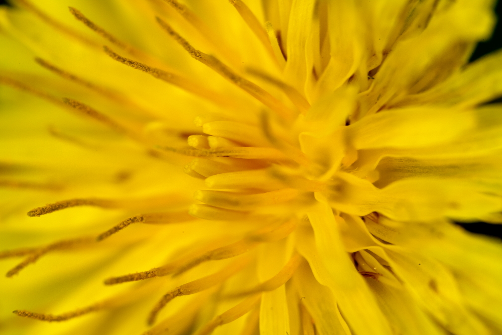 Inside a dandelion