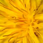 Inside a dandelion