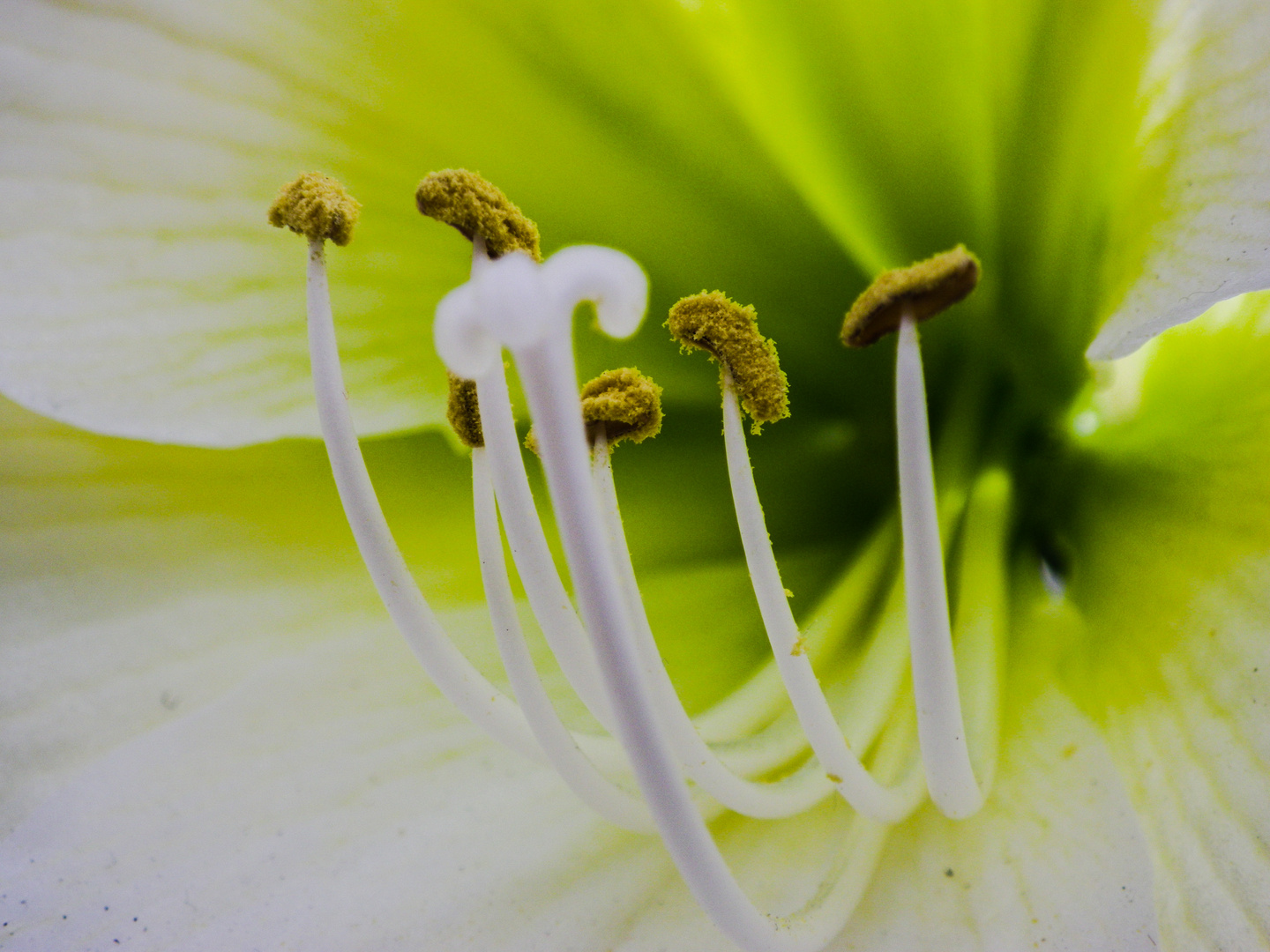 Inside a flower