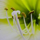 Inside a flower